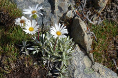 Celmisia angustifolia