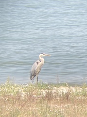Ardea herodias
