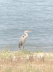 Ardea herodias