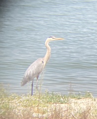 Ardea herodias
