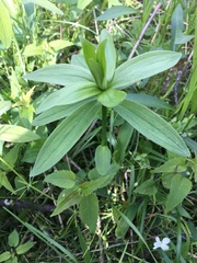 Lilieae