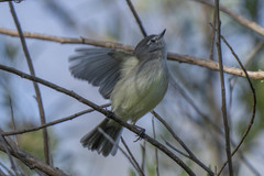 Serpophaga griseicapilla