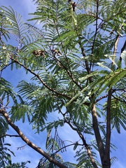 Albizia edwallii