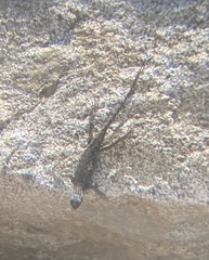 Sceloporus occidentalis