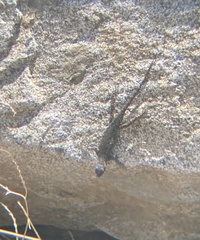 Sceloporus occidentalis