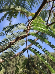 Albizia edwallii