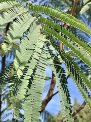 Albizia edwallii