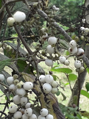 Tournefortia scabrida