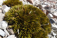 Aciphylla dobsonii