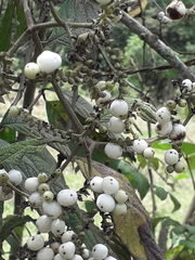 Tournefortia scabrida