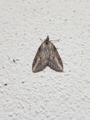 Chesias isabella