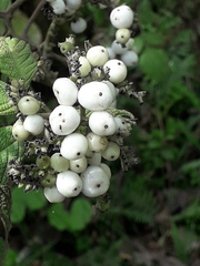 Tournefortia scabrida