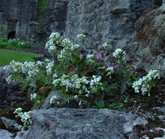 Arabis caucasica