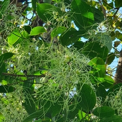 Clematis brachiata