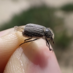 Hymenoplia