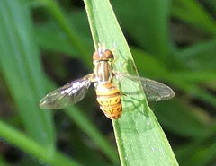 Toxomerus pulchellus