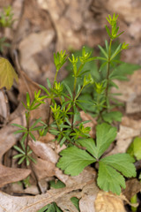 Galium concinnum