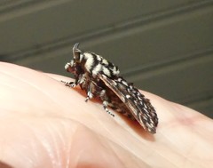 Pararguda diamphidia