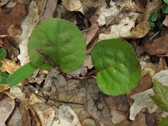 Pyrola americana
