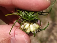Isoetes longissima