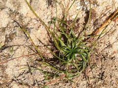 Isoetes longissima