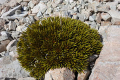 Aciphylla dobsonii