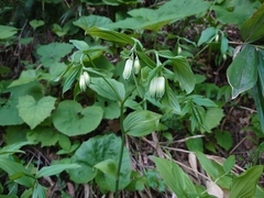 Disporum sessile