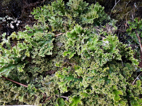 Pseudocyphellaria fimbriata image