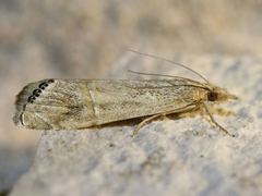 Euchromius californicalis