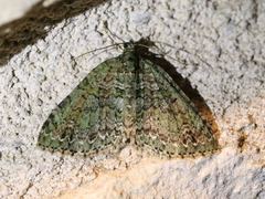 Hammaptera parinotata