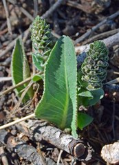 Veronica plantaginea
