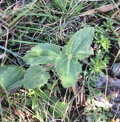 Chromolaena squarrulosa