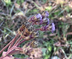 Chromolaena squarrulosa