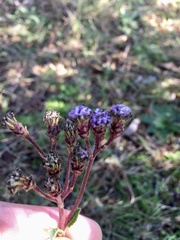 Chromolaena squarrulosa