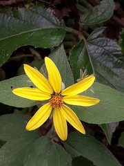 Hymenostephium quitensis