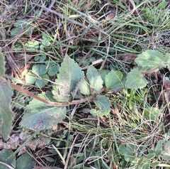 Chromolaena squarrulosa