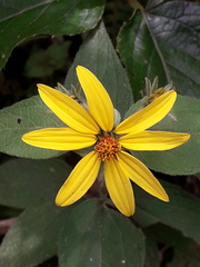 Hymenostephium quitensis