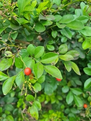Murraya paniculata image