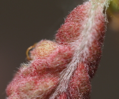 Dryocosmus quercuspalustris