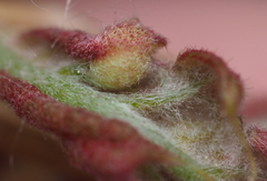 Dryocosmus quercuspalustris