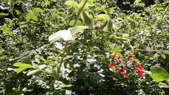 Eccremocarpus scaber