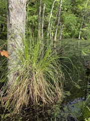 Carex decomposita