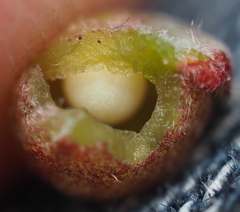 Dryocosmus quercuspalustris