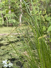 Carex decomposita