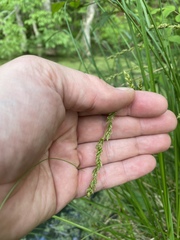 Carex decomposita