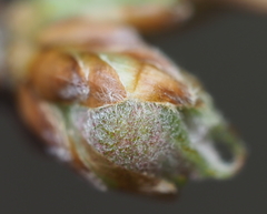 Dryocosmus quercuspalustris