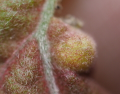 Dryocosmus quercuspalustris