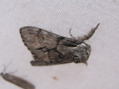 Paraeschra tortuosa