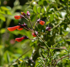 Eccremocarpus scaber