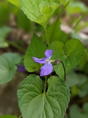 Viola affinis